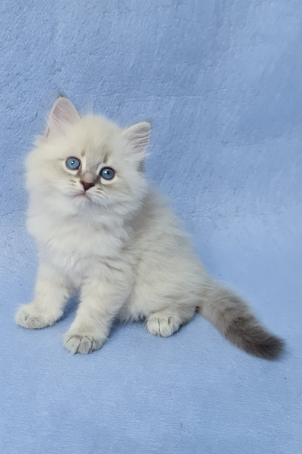 Zeus | Siberian Kitten