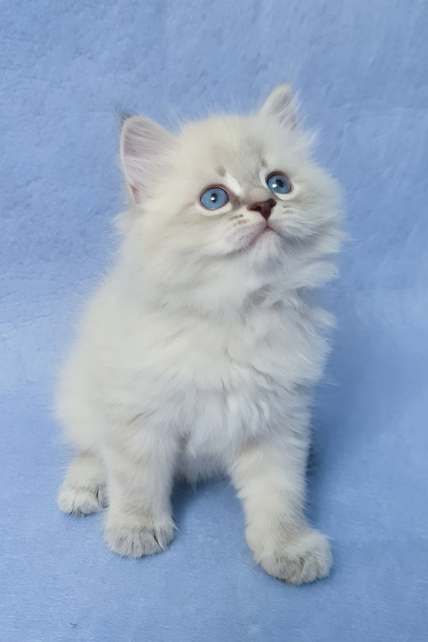 Zeus | Siberian Kitten