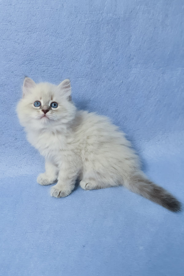 Zeus | Siberian Kitten