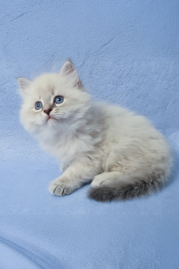 Zeus | Siberian Kitten