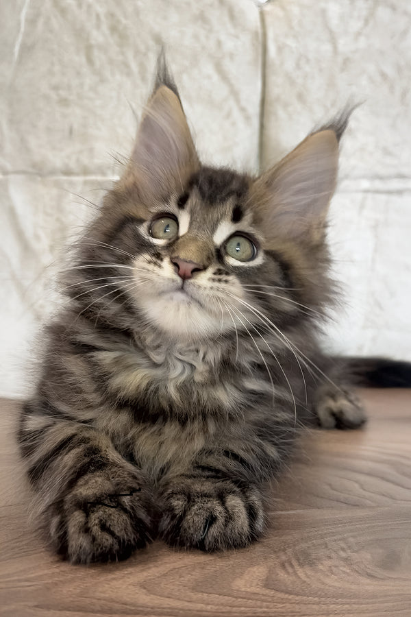 Edgar | Maine Coon Kitten