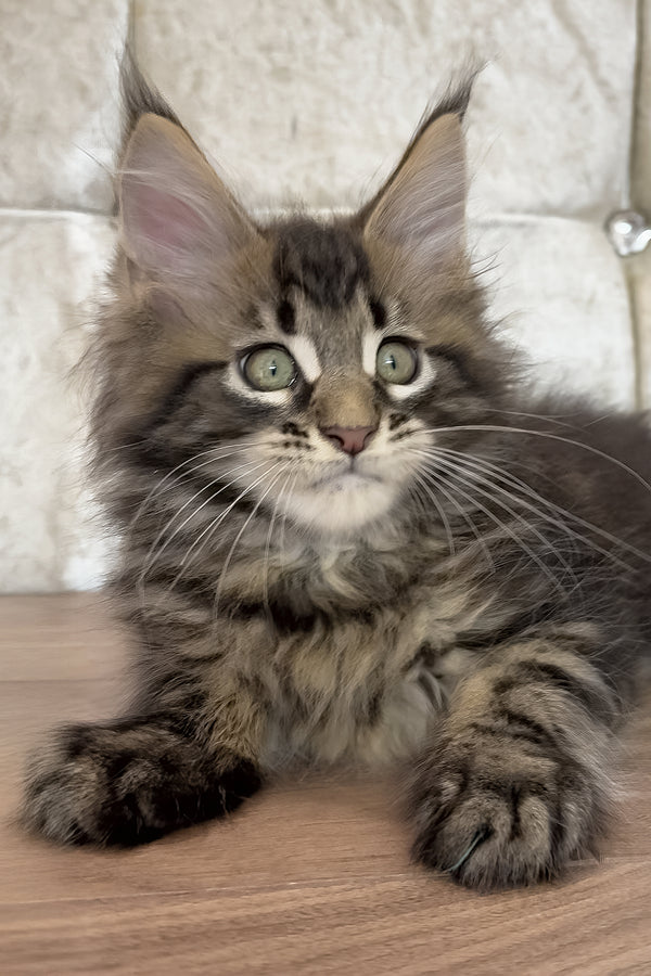 Edgar | Maine Coon Kitten