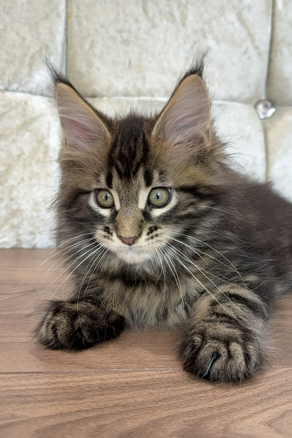 Edgar | Maine Coon Kitten