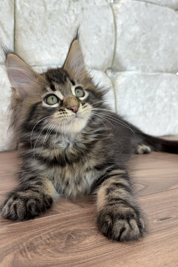 Edgar | Maine Coon Kitten