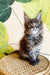 Eeren | Maine Coon Kitten