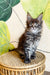 Eeren | Maine Coon Kitten