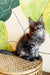 Eeren | Maine Coon Kitten