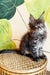 Eeren | Maine Coon Kitten