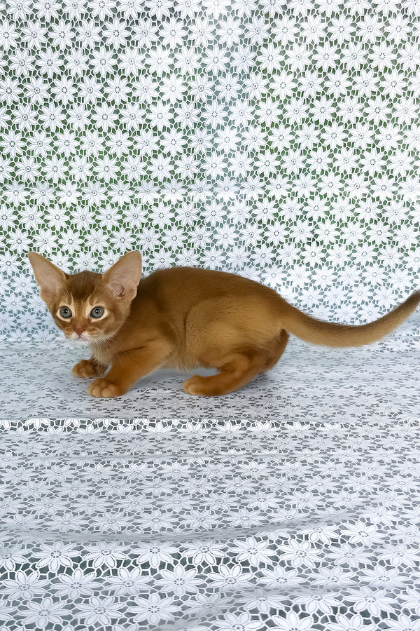 Electra | Abyssinian Kitten