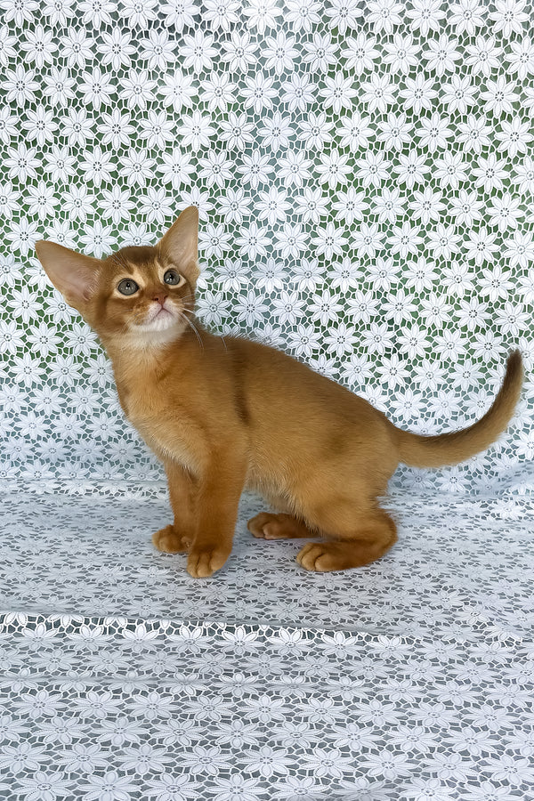Electra | Abyssinian Kitten