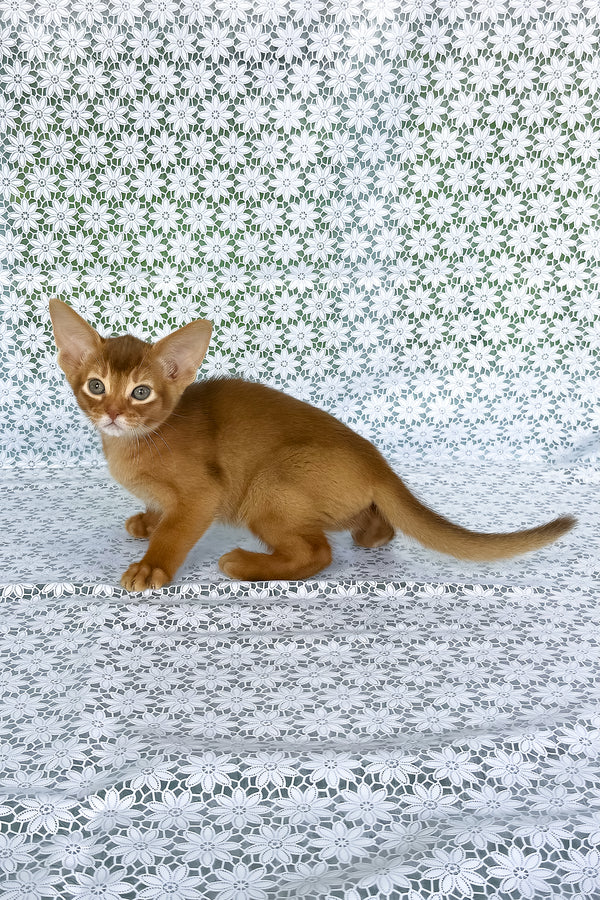 Electra | Abyssinian Kitten