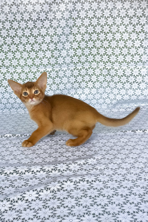 Electra | Abyssinian Kitten