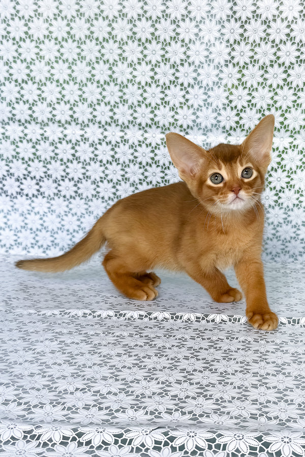 Electra | Abyssinian Kitten