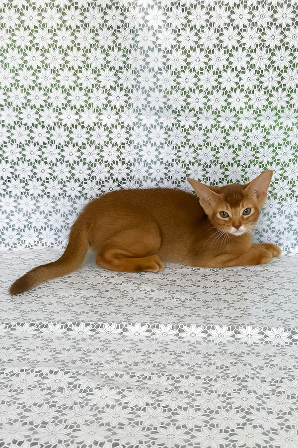 Ellada | Abyssinian Kitten