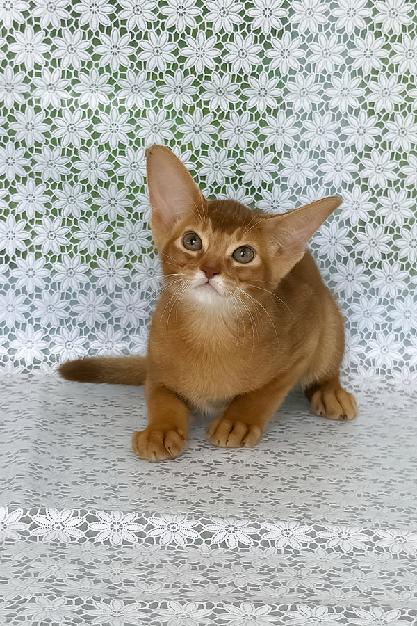 Ellada | Abyssinian Kitten