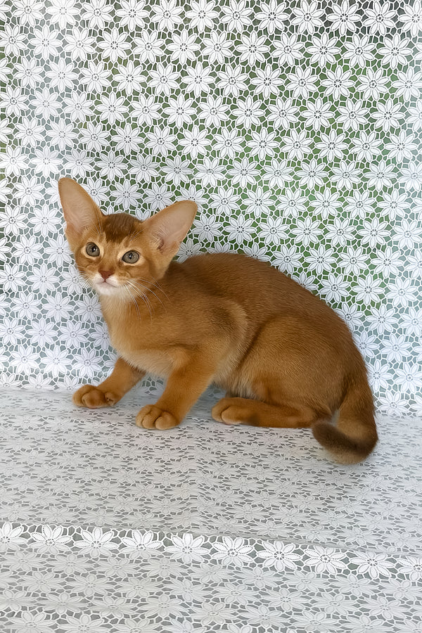 Ellada | Abyssinian Kitten