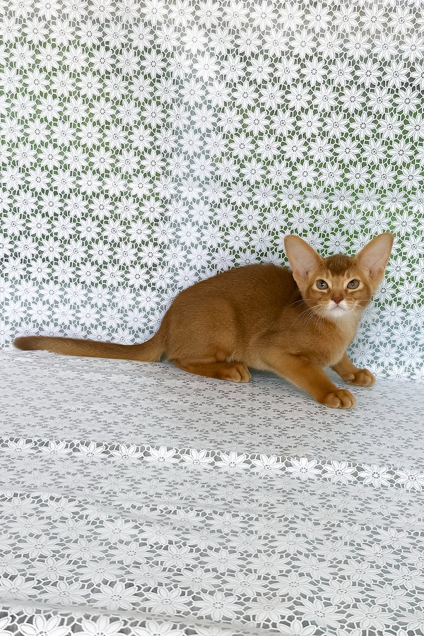 Ellada | Abyssinian Kitten