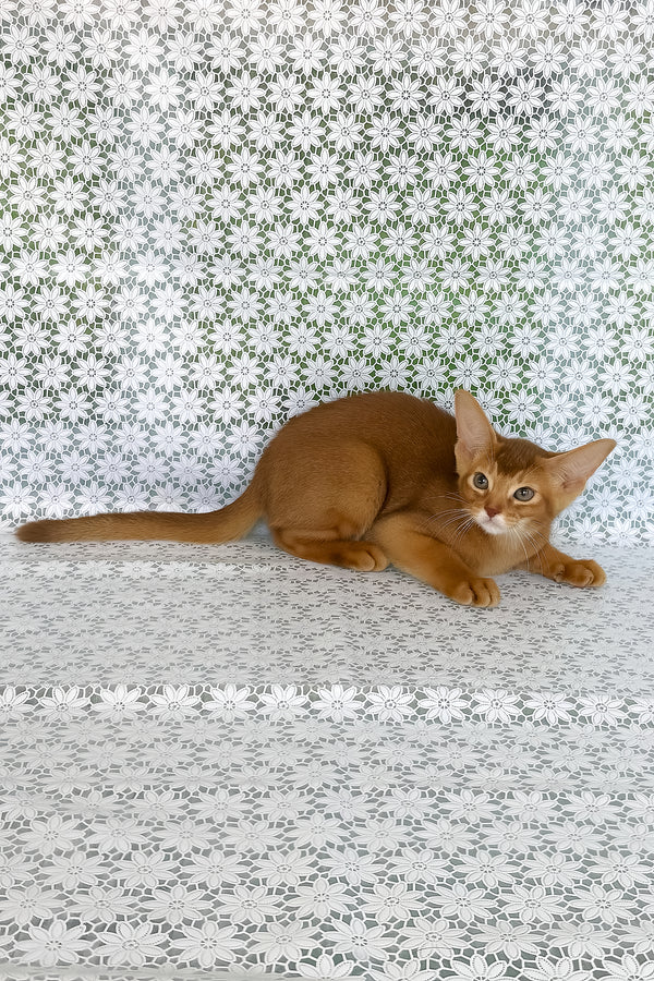 Ellada | Abyssinian Kitten