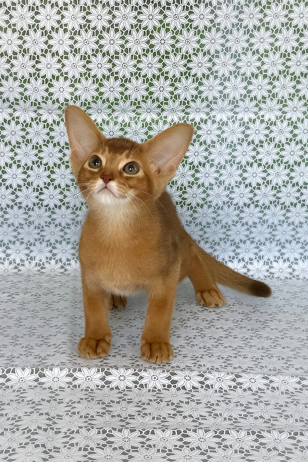 Ellada | Abyssinian Kitten