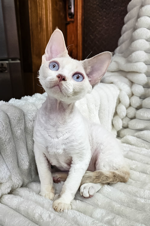 Elsa | Devon Rex Kitten