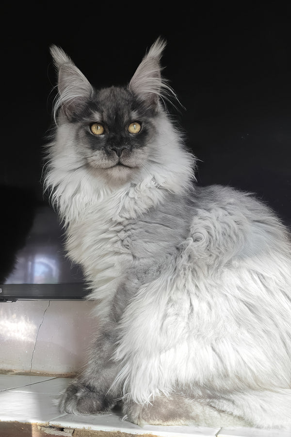 Elvis | Maine Coon Kitten