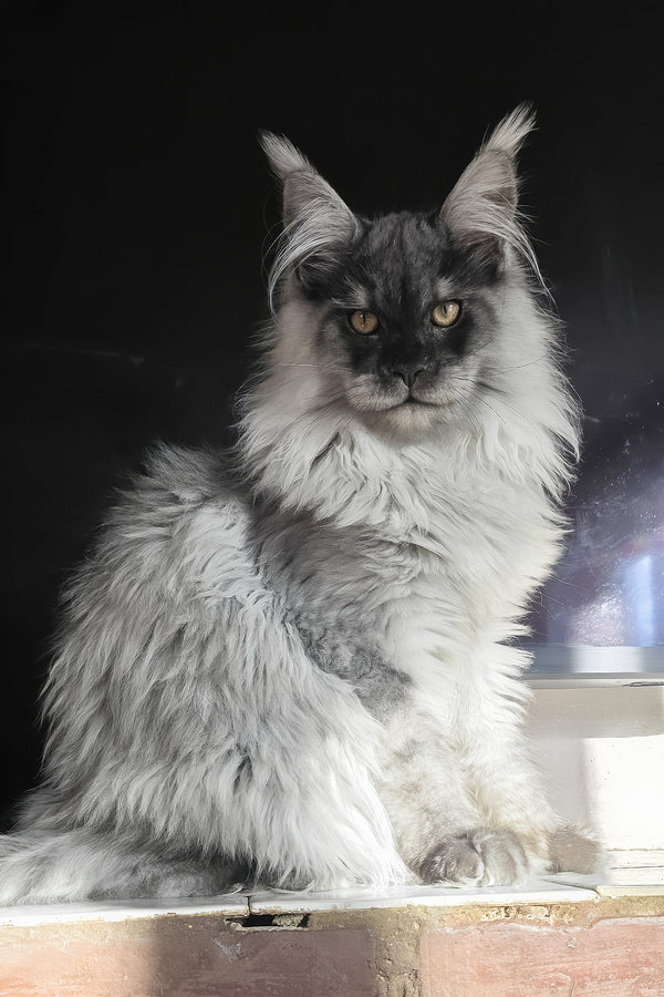Elvis | Maine Coon Kitten