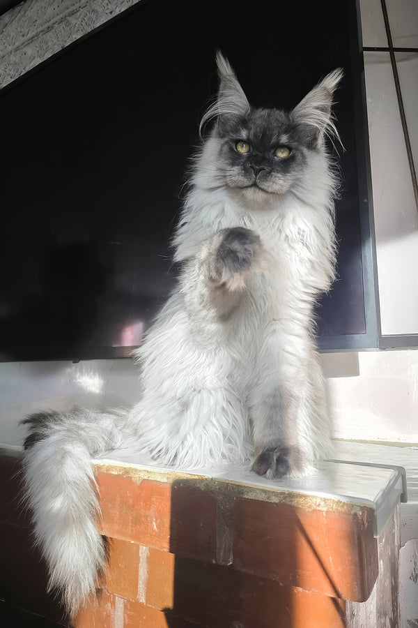 Elvis | Maine Coon Kitten