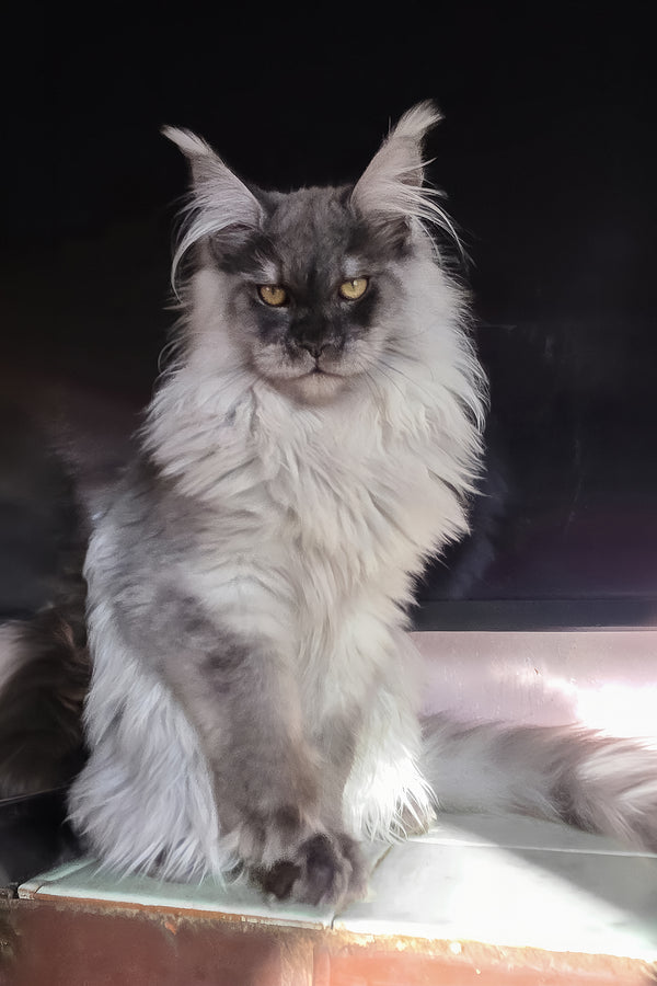 Elvis | Maine Coon Kitten