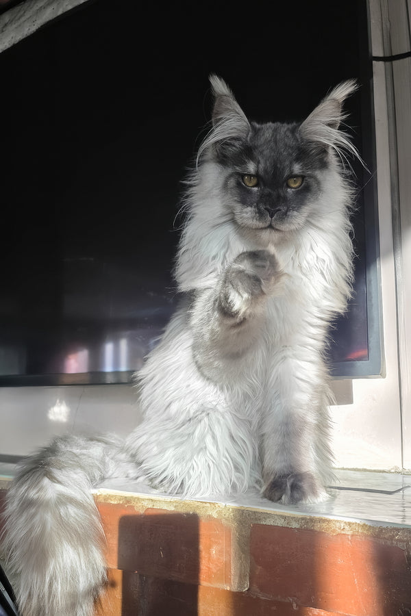 Elvis | Maine Coon Kitten