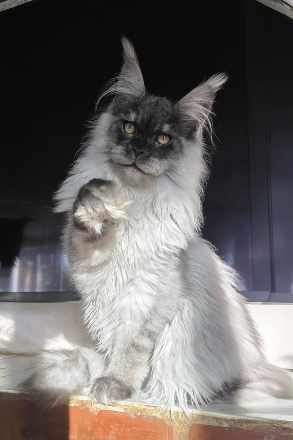 Elvis | Maine Coon Kitten
