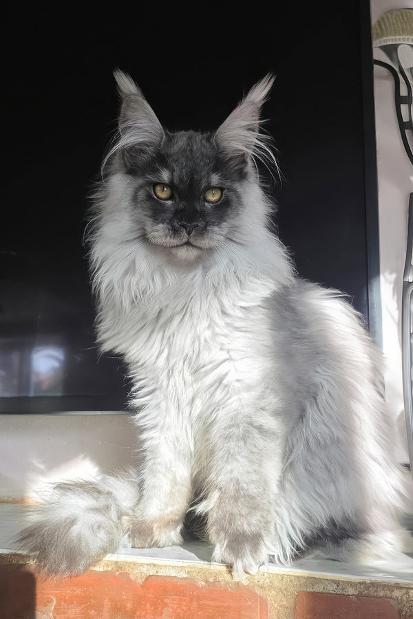 Elvis | Maine Coon Kitten
