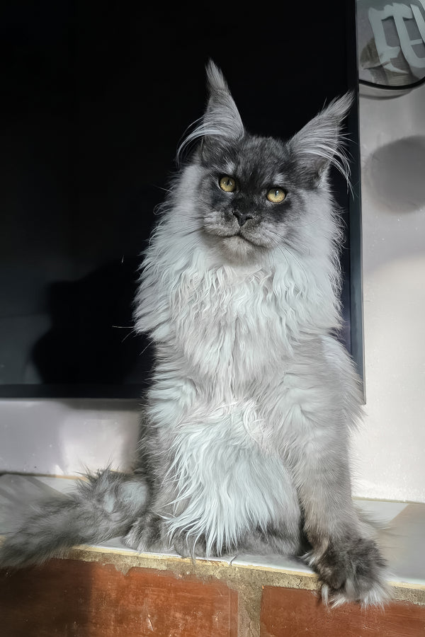 Elvis | Maine Coon Kitten
