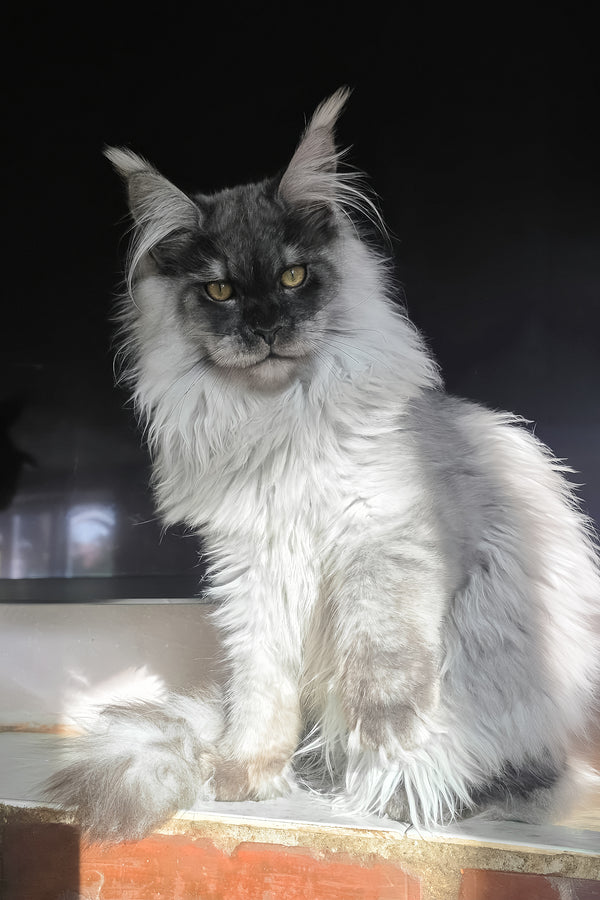 Elvis | Maine Coon Kitten