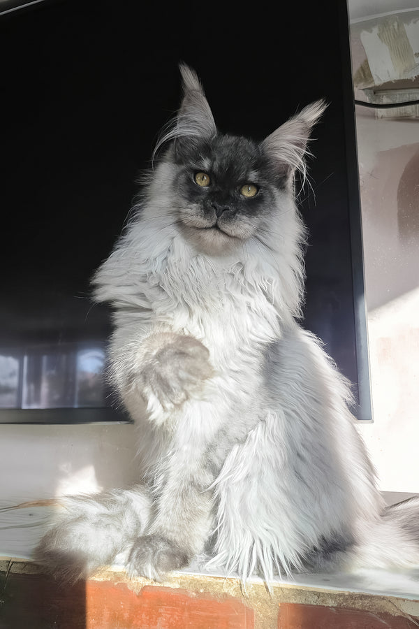 Elvis | Maine Coon Kitten