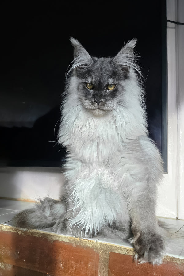 Elvis | Maine Coon Kitten