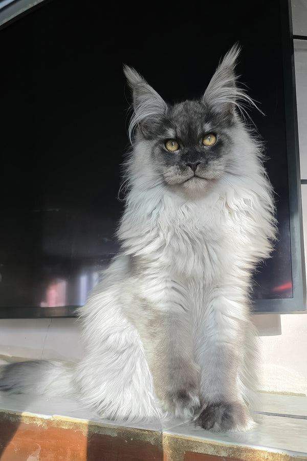 Elvis | Maine Coon Kitten