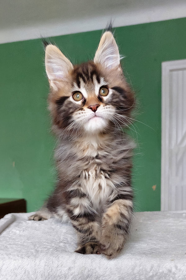 Esmir | Maine Coon Kitten
