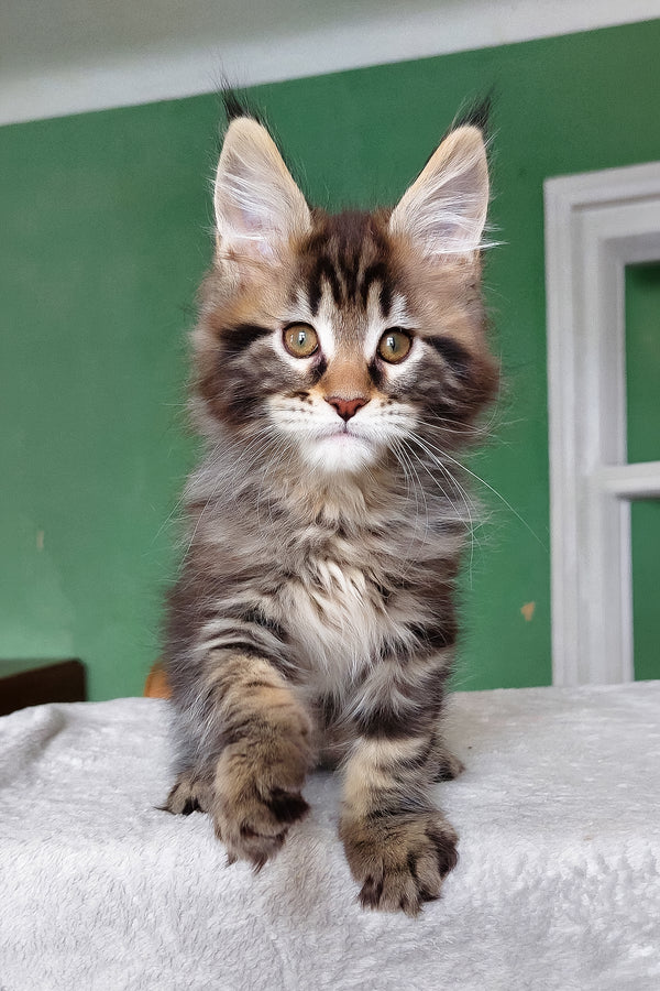 Esmir | Maine Coon Kitten