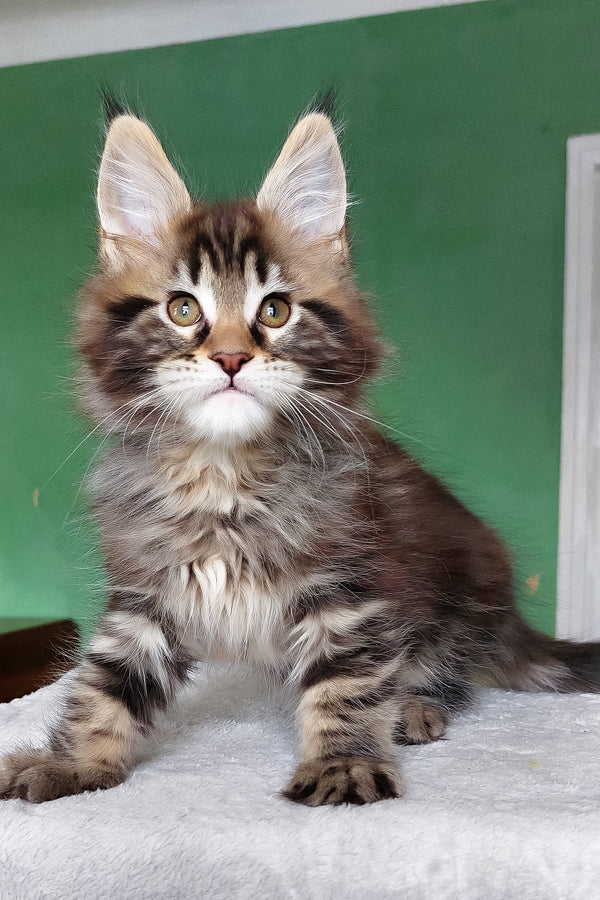Esmir | Maine Coon Kitten