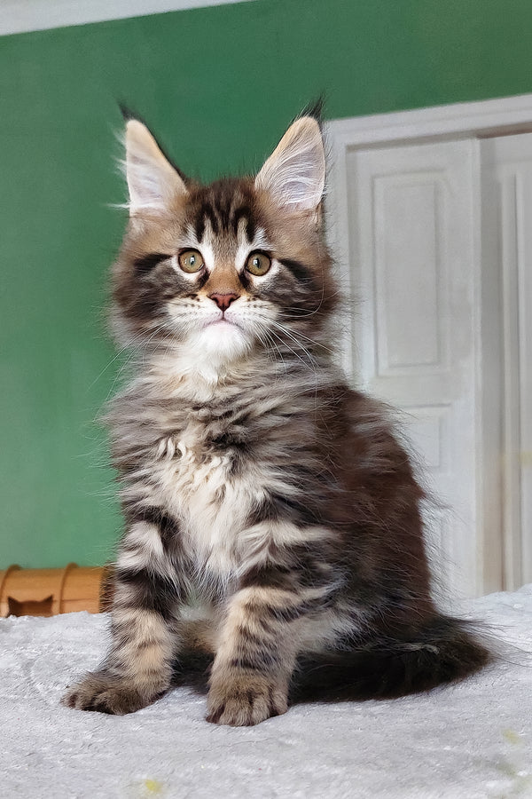 Esmir | Maine Coon Kitten