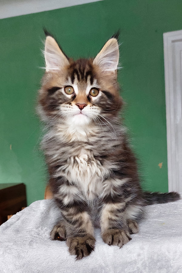 Esmir | Maine Coon Kitten