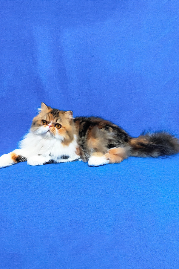 Faina | Persian Kitten