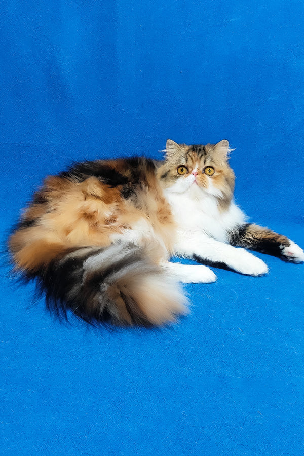 Faina | Persian Kitten