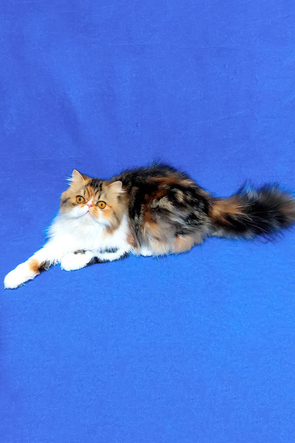 Faina | Persian Kitten