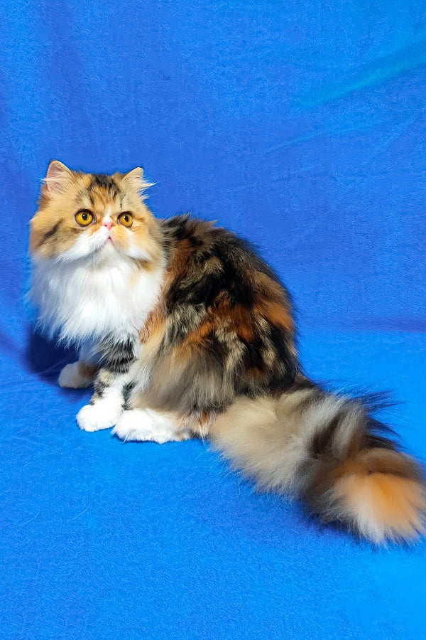 Faina | Persian Kitten