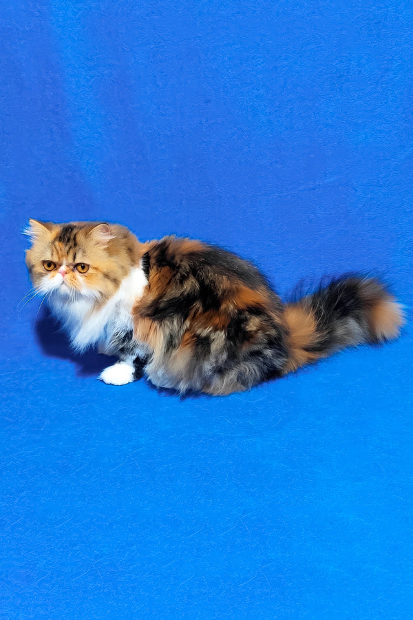Faina | Persian Kitten