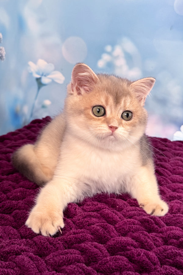 Fanatic | Scottish Straight Kitten