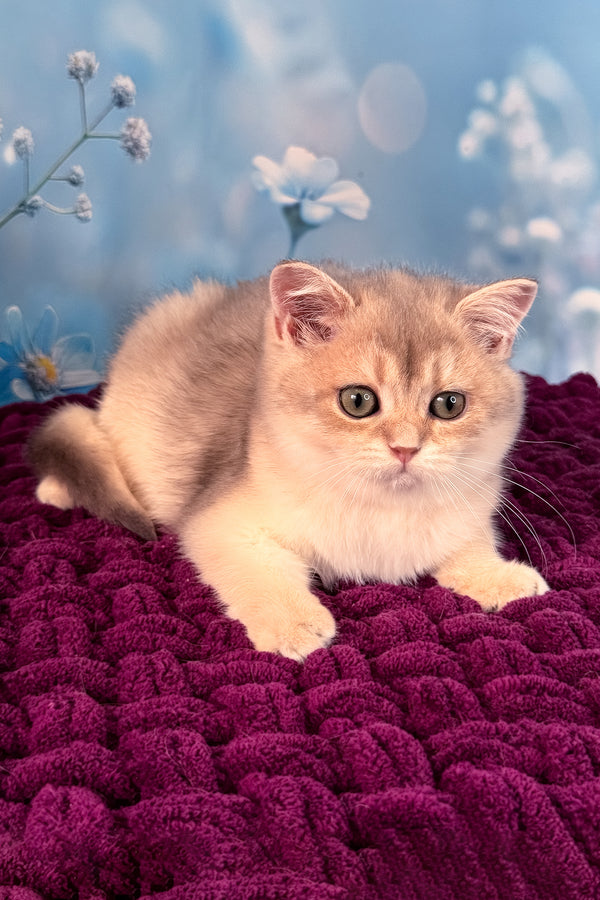 Fanatic | Scottish Straight Kitten