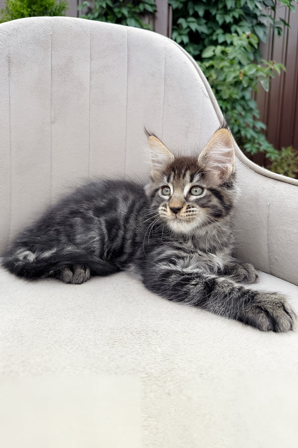 Felix | Maine Coon Kitten