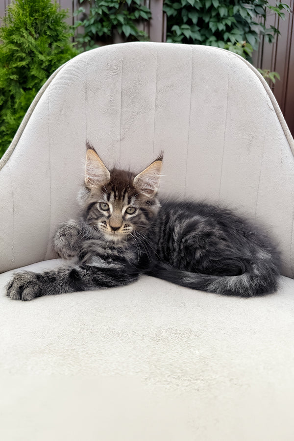 Felix | Maine Coon Kitten